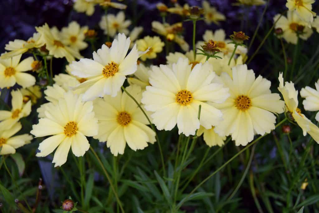 Coreopsis 'Full Moon' ® ---